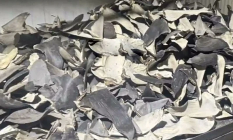 Tres personas de la banda fueron detenidas / Foto: cortesía 