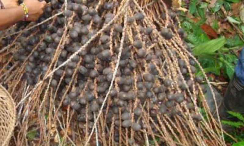 Bebidas ancestrales se preparan con la unguragua