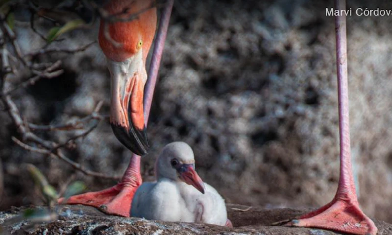 Los flamingos vuelven a anidar 20 años después en la isla Rábida / Foto: cortesía ministerio de Turismo