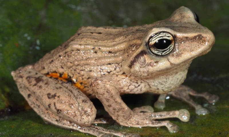 Estas ranas presentan una coloración y una textura corporal que imitan de forma notable las hojas secas de esta planta / Foto: cortesía Infórmate Manabí