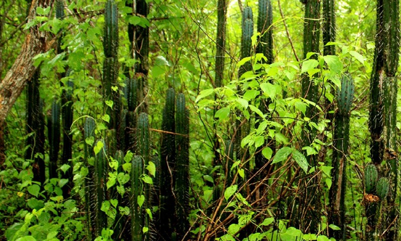 Los ecosistemas naturales de mayor extensión en la provincia de El Oro son bosques nativos y vegetación arbustiva que, en conjunto, representan el 31,65 % del territorio/ Foto: cortesía Ministerio de Medio Ambiente