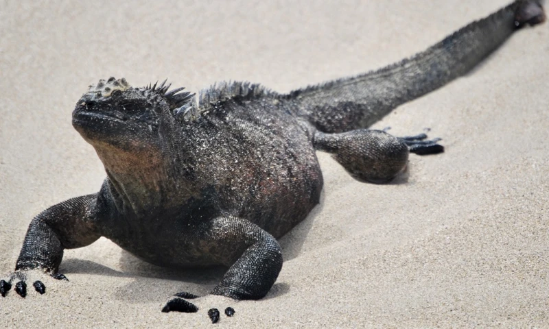 El primer proyecto aprobado está relacionado con el fortalecimiento del control y vigilancia de la Reserva Hermandad / Foto: EFE