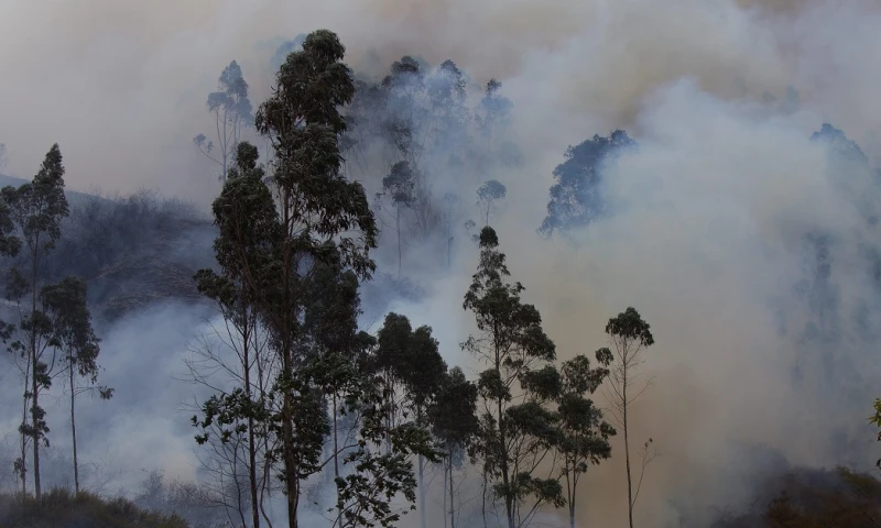 Logran extinguir un incendio forestal en la Reserva Ecológica Antisana / Foto: EFE