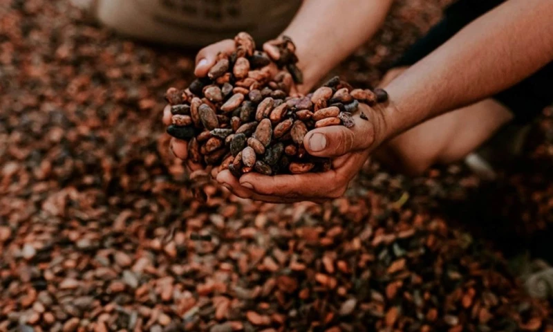 Las exportaciones de cacao fueron superiores a los $ 560 millones en 2024 / Foto: cortesía GrandSur
