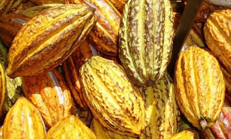 Si bien Ecuador mantiene una posición relevante en la región, enfrenta el reto de modernizar su sector agrícola / Foto: cortesía Proamazonía