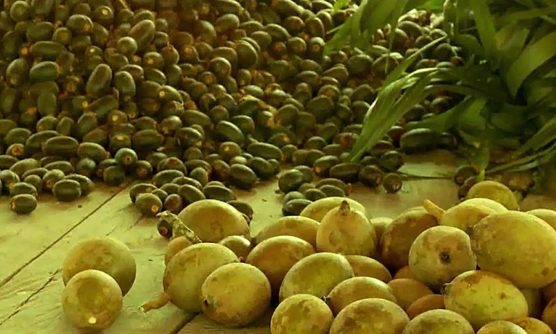 Es una fuente natural de tintura, utilizada para adornar cabellos, rostros y cuerpos/ Foto: cortesía