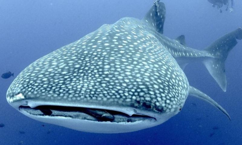 Este esfuerzo es parte del Galapagos Whale Shark Project / Foto: cortesía Metropolitan Touring