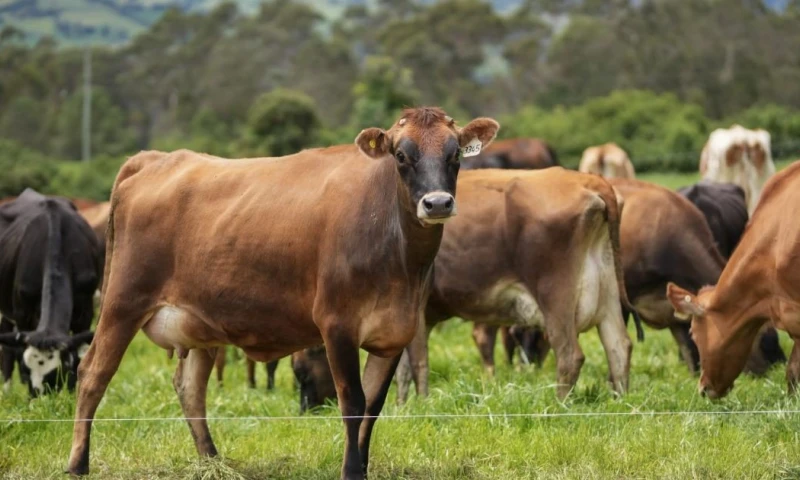Entre 2022 y 2023, se consolidó un portafolio de inversiones en productos como café, pitahaya, aguacate, plátano y guanábana / Foto: cortesía MAGP
