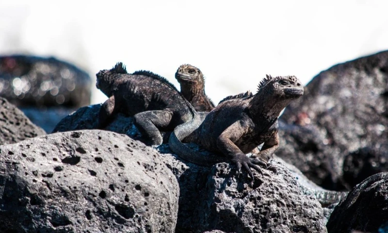 Las subvenciones beneficiarán a las cuatro islas pobladas de la región insular / Foto: cortesía Pixabay