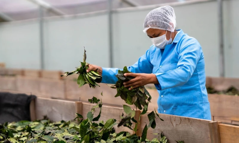 Nueva clasificación abre camino a mercados internacionales./ Foto: cortesía MAG