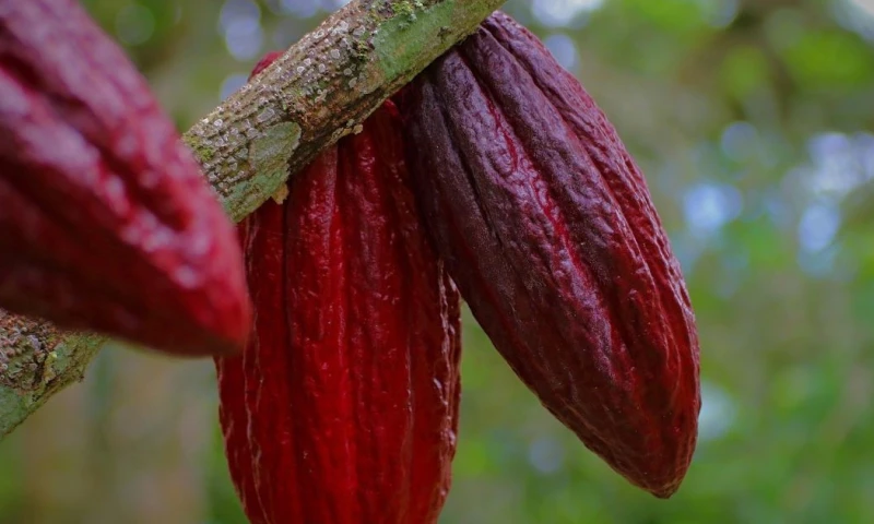 En diciembre de 2024, el precio del cacao alcanzó un récord de más de $ 12.500 por tonelada / Foto: Pixabay