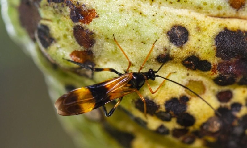 La variante peruana del 'Purpureocillium takamizusanense' actúa selectivamente sobre la chinche negra / Foto: cortesía Agro Link