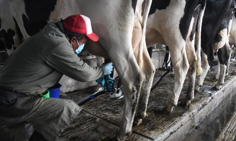El mayor dinamismo se concentró en la comercialización al por mayor de productos como leche, queso, yogur y mantequilla / Foto: cortesía