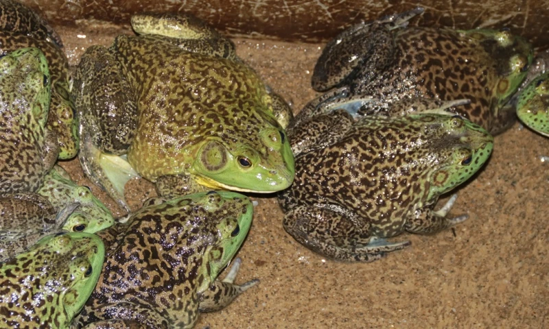 La rana, una especialidad de Zamora / Foto: El Oriente