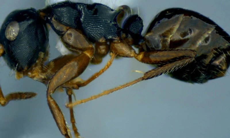 La investigación se desarrolló en la Reserva Biológica Canandé / Foto: cortesía Revista Brasilera de Entomología