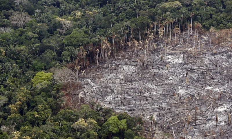 La deforestación de la Amazonía, una epidemia ambiental en silencioso auge / Foto: EFE