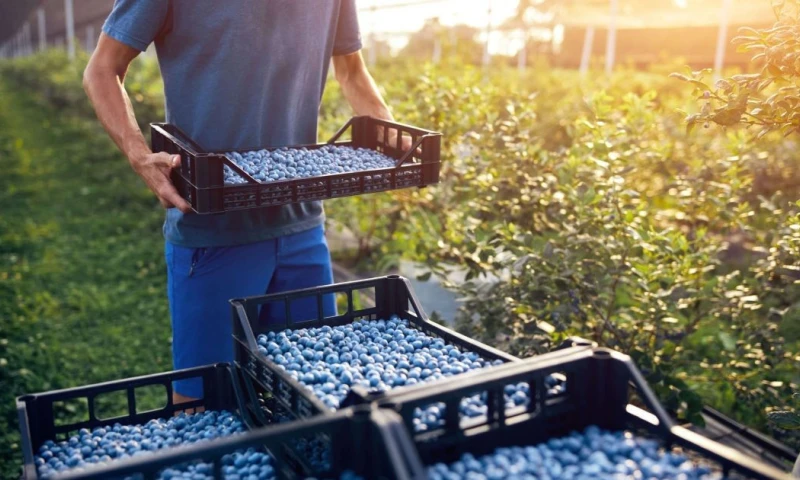 El paquete de 400 millones de dólares está condicionado a la implementación de un sólido Plan de Acción Ambiental y Social / Foto: cortesía Silvestre Perú