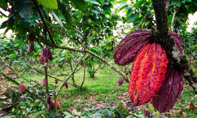 Haciendas cacaoteras, chocolaterías artesanales y recorridos por plantaciones posicionan al país como un destino emergente para los amantes del chocolate fino.  Foto: Nature Galapagos