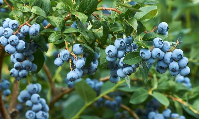 Fepexa indicó que Ecuador está adaptando sus cultivos a las exigencias del mercado internacional / Foto: cortesía Azud