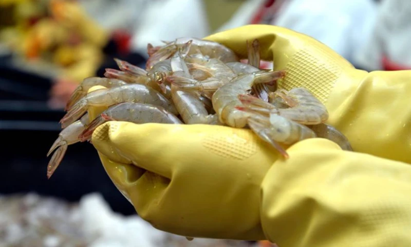 Las exportaciones no petroleras y no mineras supusieron el 60,3 % del total de las 31.126 millones de dólares que registró Ecuador /  Foto: EFE