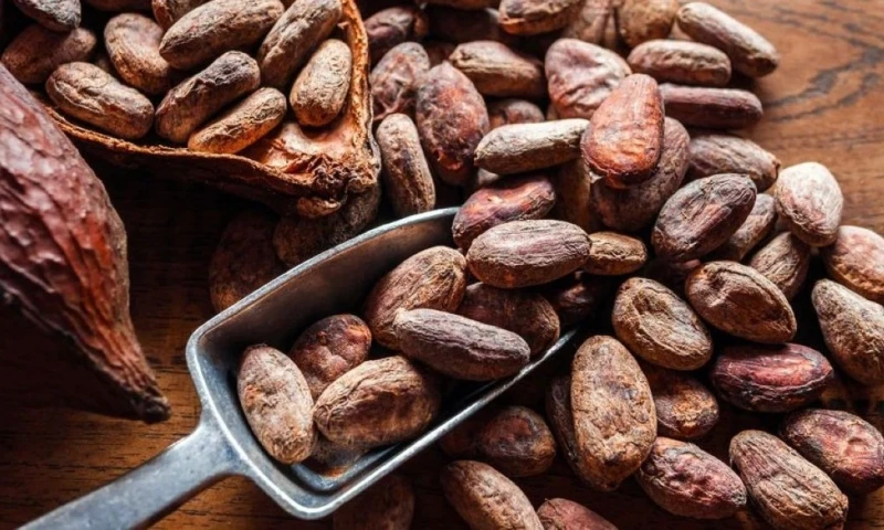 Firmas como Hershey han alertado que los costos elevados del cacao podrían trasladarse al consumidor final / Foto: cortesía
