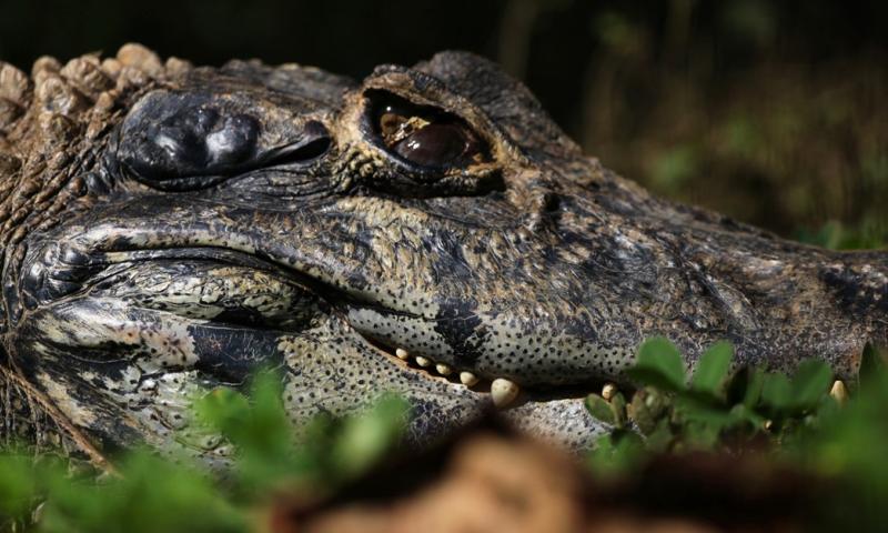 Lleva el nombre por la gran laguna donde habitan caimanes/ Foto: cortesía Yana Cocha