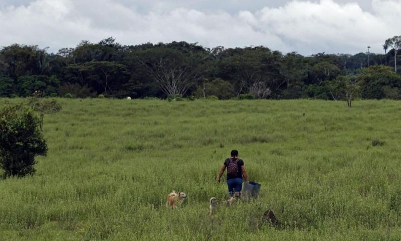 Entre 2018 y 2020, la deforestación media anual mundial llegó a los 8,3 millones de hectáreas / Foto: EFE