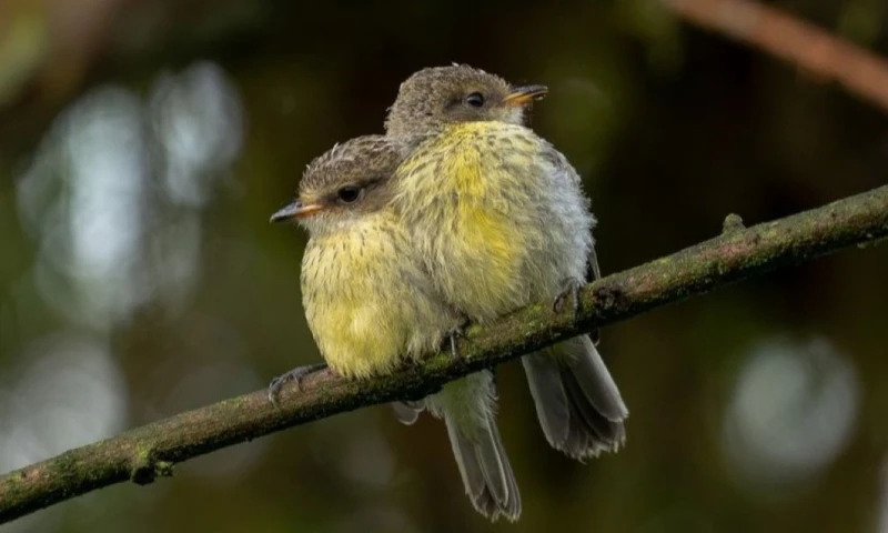 El pájaro brujo sufrió un descenso poblacional durante las últimas décadas / Foto: cortesía Fundación Charles Darwin 