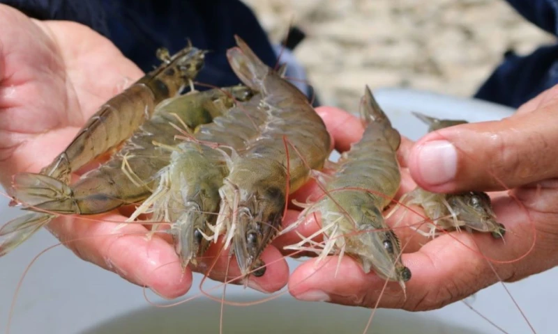 El producto exportado con mayores ingresos fue el camarón con 596 millones de dólares / Foto: cortesía Ministerio de Producción