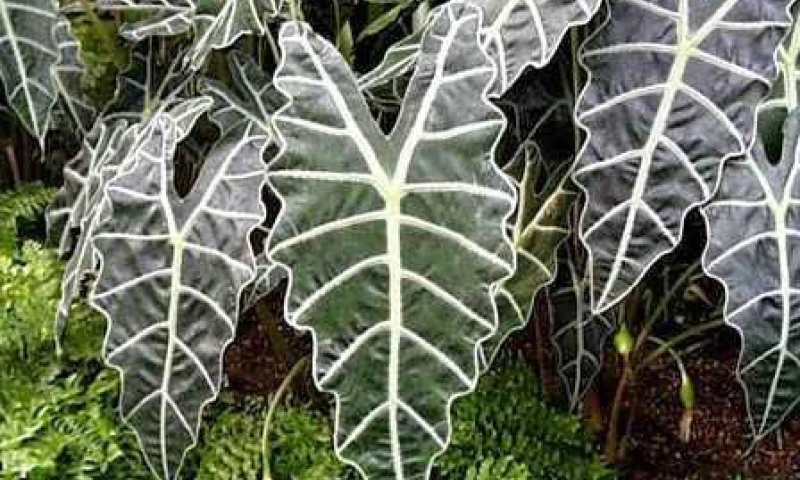 Las plantas domesticadas por precolombinos dominan la Amazonía