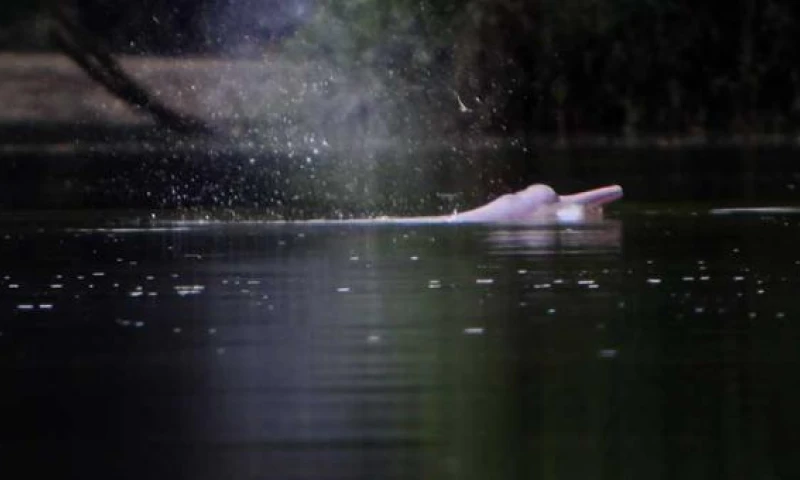 Luego de 10 años de haber ingresado por primera vez en la lista roja de la UICN, el Delfín Rosado del Amazonas fue catalogado como "en peligro" de extinción. Foto: El Comercio