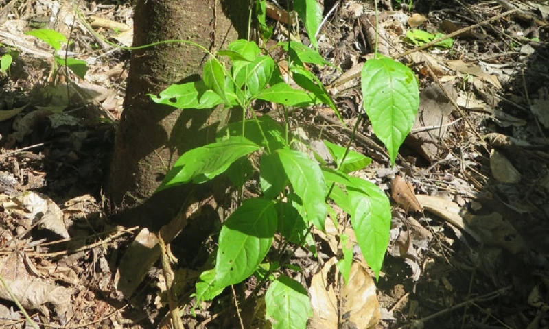 Es parte de una tradición milenaria de la Amazonía ecuatoriana/ Foto: cortesía