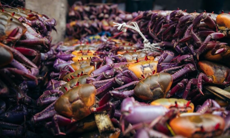 Los manglares enfrentan múltiples amenazas como la tala ilegal, el cambio de uso del suelo y la contaminación / Foto: cortesía WWF Ecuador