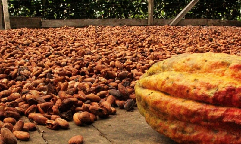 Santiago Peralta, fundador de Paccari, prevé que el precio del cacao continuará en alza / Foto: cortesía La Vanguardia