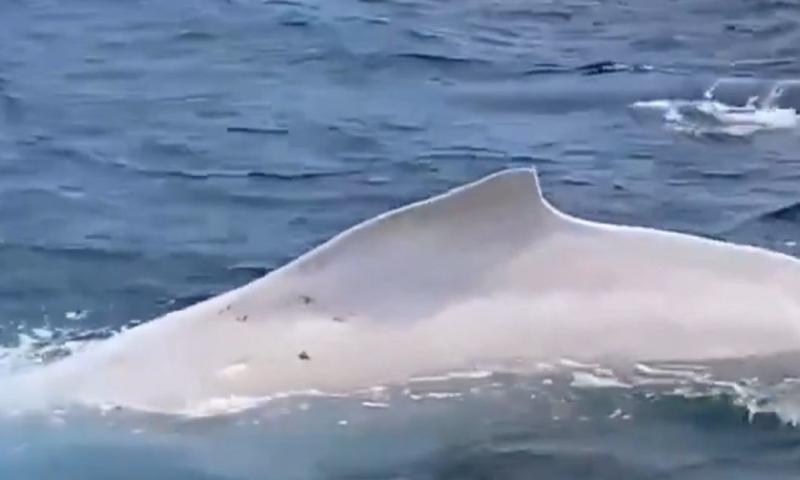  El especímen reportado es de un macho joven / Foto: captura de pantalla 