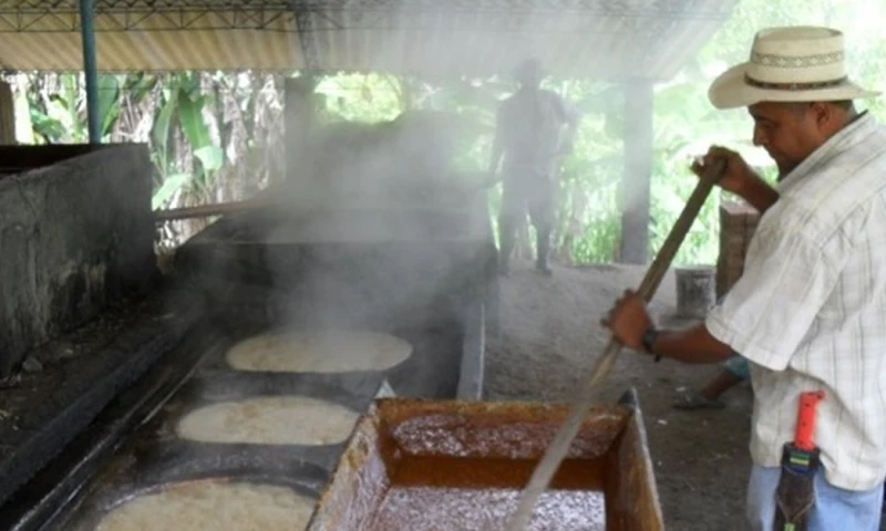 En la actualidad, los agricultores realizan sus procesos de una manera artesanal con poca innovación tecnológica / Foto: IIGE