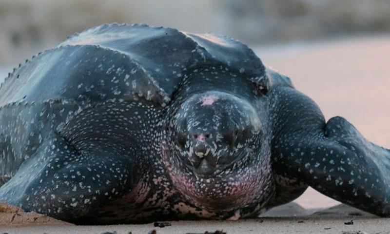 La tortuga laúd es la especie de tortuga marina más grande del mundo / Foto: cortesía MAE