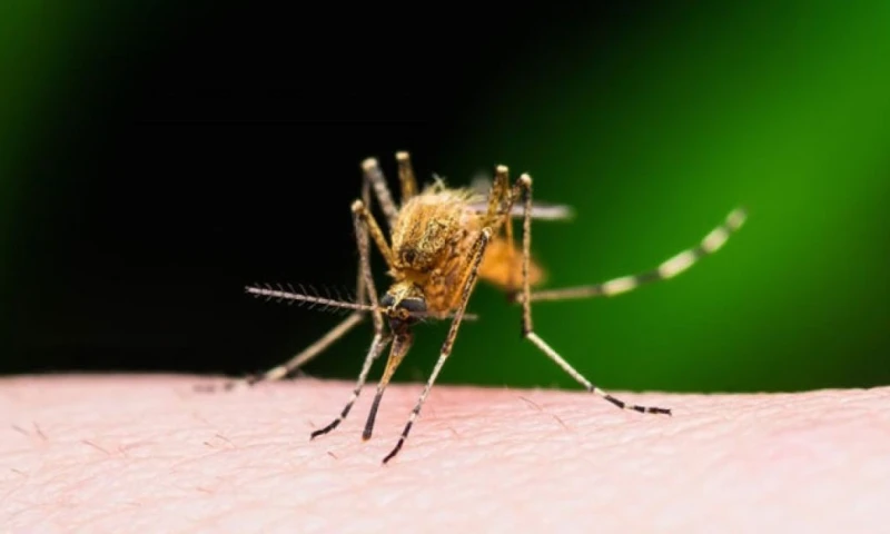 Se trata de un paciente de 20 años / Foto: cortesía Green Forest 