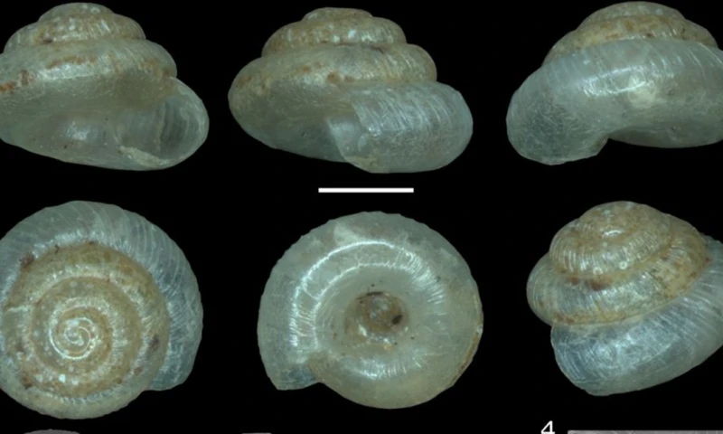Los ejemplares fueron recolectados durante trabajos de campo realizados en 2019 y analizados mediante microscopía electrónica y técnicas de alta resolución en Ecuador y Europa. / Foto: 