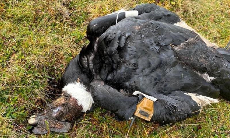 Preocupación en Ecuador por el retroceso en la población del cóndor andino / Foto: EFE