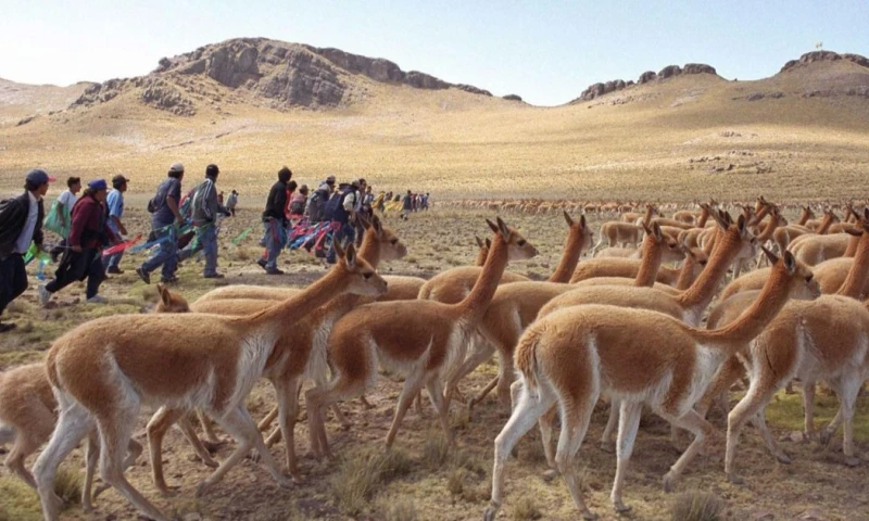 La vicuña es un camélido silvestre suramericano que habita en las zonas altoandinas de Argentina, Bolivia, Chile, Ecuador y Perú / Foto: EFE