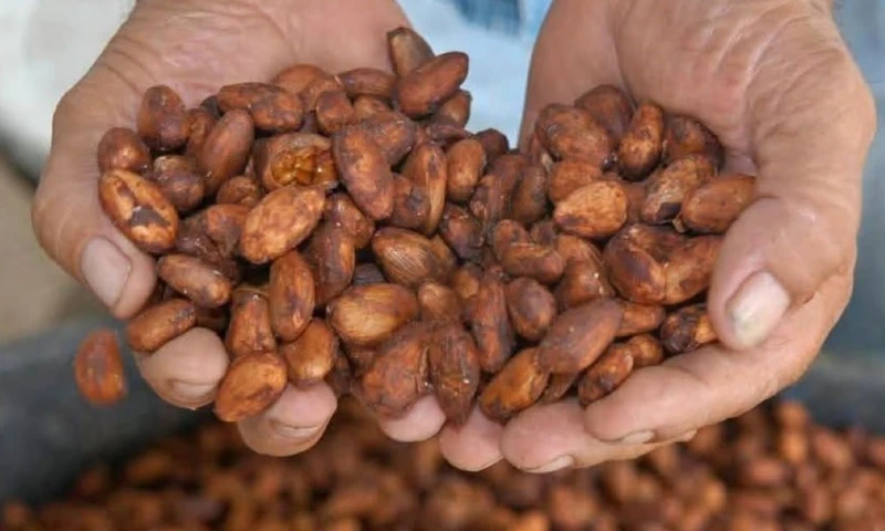 Los cultivos de África Occidental han entrado en la temporada intermedia de cosech / Foto: cortesía