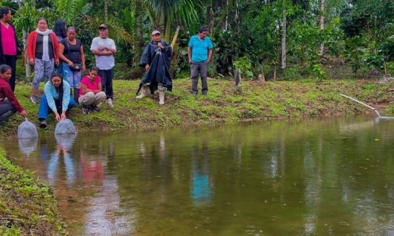 La iniciativa busca promover la piscicultura como una alternativa productiva en la región amazónica / Foto: cortesía MAGP