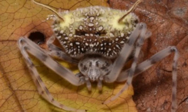 El ejemplar fue localizado en una reserva del cantón Mera, en Pastaza, dentro del corredor ecológico Llanganates-Sangay / Foto: cortesía Mapress