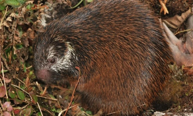 El nuevo mamífero fue encontrado en 2015 en la localidad de Guabisai, en la provincia de Morona Santiago / Foto: cortesía Peerj