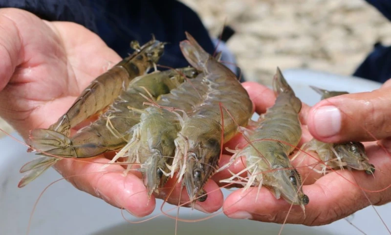 Principales noticias de Ecuador hoy - 26 de noviembre de 2025 / Foto: cortesía Ministerio de Producción