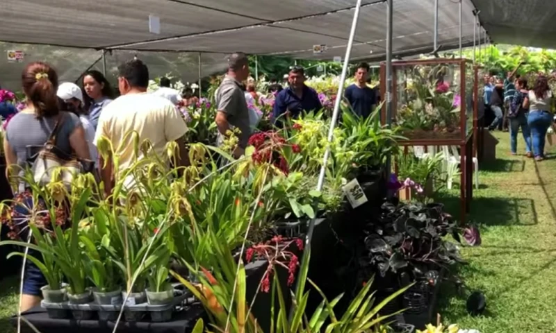 Se puede observar las 3 nuevas especies descubiertas en Zamora Chinchipe y Azuay