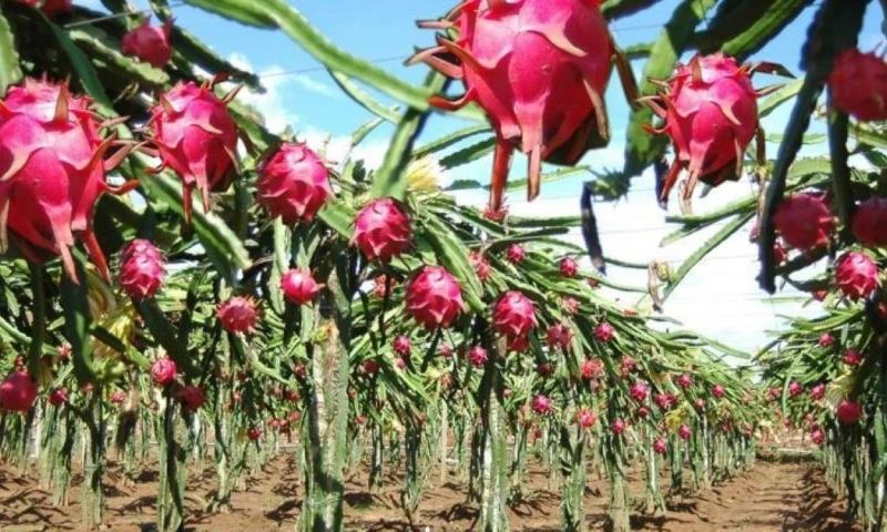 Entre 2024 y 2025, las exportaciones de pitahaya se duplicaron / Foto: cortesía Agraria Perú
