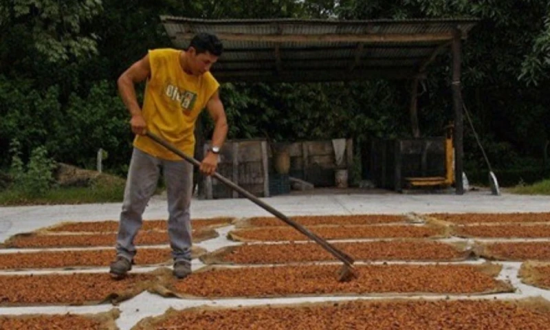 En muchas zonas rurales del país predominan prácticas de secado artesanal, basadas principalmente en el secado al sol / Foto: cortesía IIGE