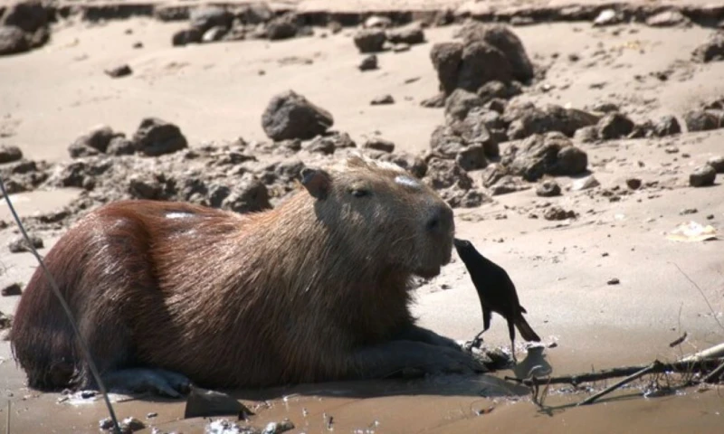 Estos animales son sacrificados y vendidos bajo la apariencia de otras especies / Foto: cortesía Sernanp